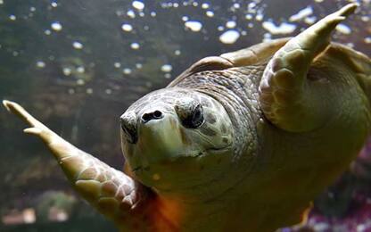Cambiamento climatico, nascono sempre più tartarughe marine femmine