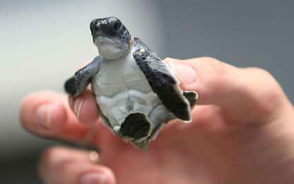 Plastica in mare, sempre più tartarughe in stato di pericolo