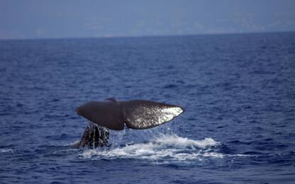 Santuario dei cetacei: da un progetto europeo le mappe per proteggerlo
