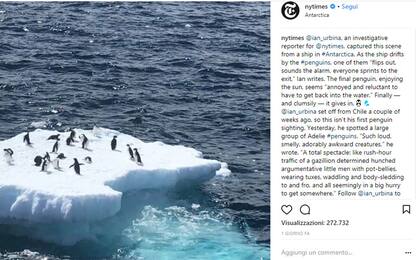 Antartide, la nave si avvicina e i pinguini si tuffano in acqua: video
