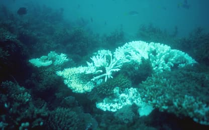 I residui di plastica in mare fanno ammalare i coralli