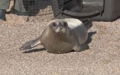 Usa, due cuccioli di foca guariti riconquistano la libertà