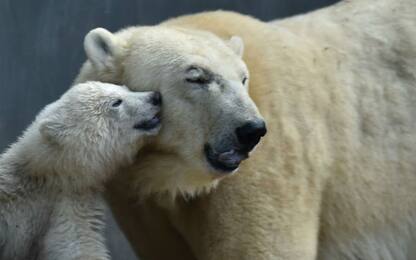Cambiamento climatico, orsi polari non si nutrono a sufficienza