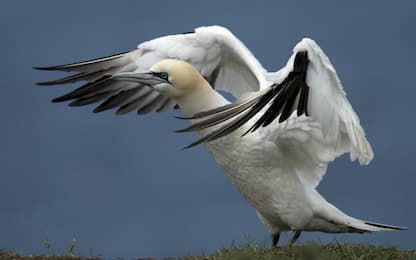Nuova Zelanda: addio a Nigel, l'uccello "più solo del mondo"
