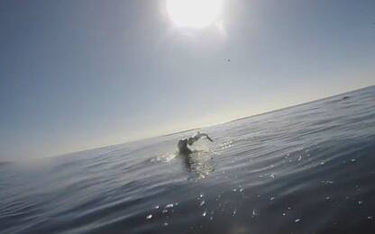 Una foca mangia un piccolo squalo in California. VIDEO