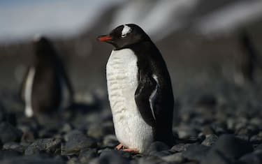 GettyImages-Pinguino__1_