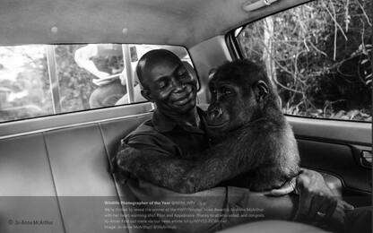 Wildlife Photographer, vince foto del gorilla che abbraccia attivista