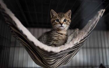 Gioia Tauro, gatto entra a scuola: bidello lo uccide a bastonate