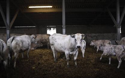 Olanda, Wwf: ridurre il bestiame del 40% per preservare l’ambiente