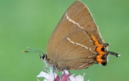Trovate le uova di una rara specie di farfalle in Scozia