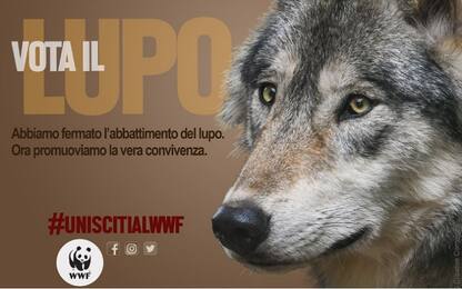“Vota il lupo”, Wwf lancia campagna elettorale con volti della Natura