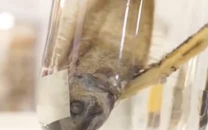 Negli abissi australiani individuato il pesce senza faccia. VIDEO