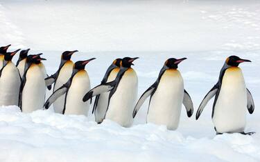Pinguini reali, elevate quantità di “gas esilarante” nelle loro feci