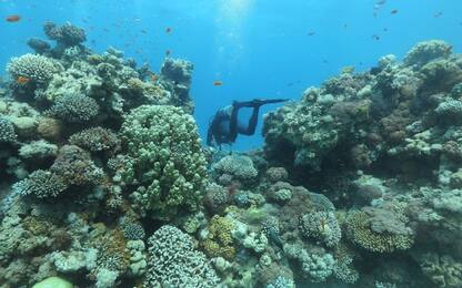 Sos coralli, l'acidificazione degli oceani ne minaccia le fondamenta