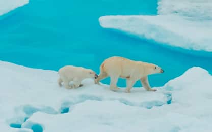 Wwf: il 30% degli orsi polari a rischio estinzione