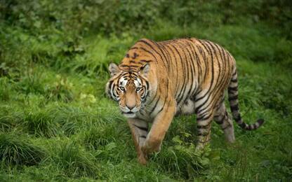 Giornata fauna selvatica, da tigri a leoni: a rischio i grandi felini