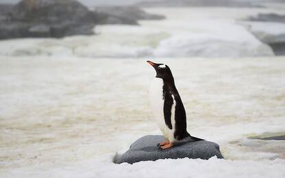 Antartide: scoperta maxi colonia di pinguini con 1,5 mln di esemplari
