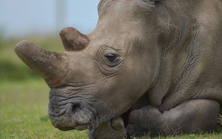 Il rinoceronte bianco del Nord, una delle specie a rischio di estinzione