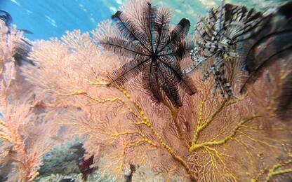 Coralli, acidità oceani può rallentarne la crescita di un terzo