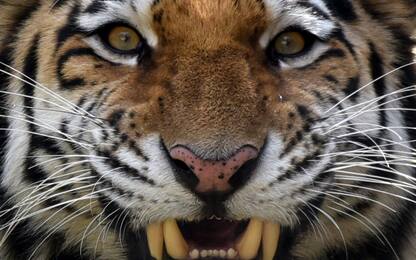 India, uccisa la tigre che ha mangiato 13 uomini
