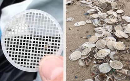 Dischetti di plastica sulle spiagge del Tirreno, da Capri alla Toscana