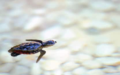 Australia, centinaia di piccole tartarughe marine escono dal nido
