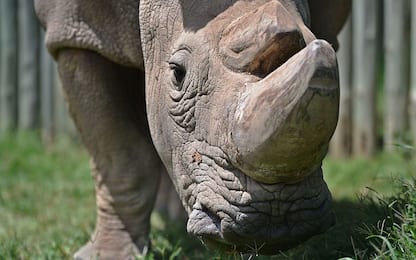 Kenya: morto Sudan, ultimo rinoceronte bianco settentrionale maschio