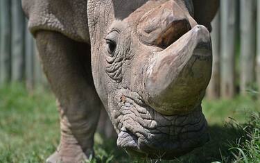 GettyImages-rinoceronte_sudan