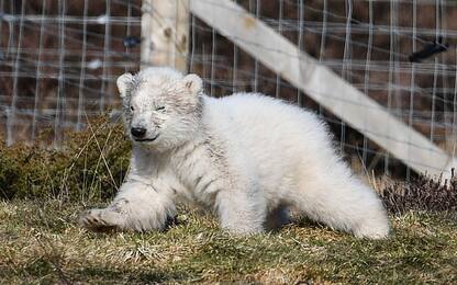 Il primo cucciolo di orso polare
