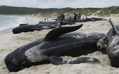 Almeno 130 balene spiaggiate in Australia, più di 100 sono morte