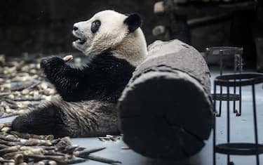Coronavirus Canada: manca bambù, zoo Calgary rimanda in Cina due panda