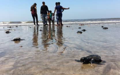 Mumbai, le tartarughe nidificano sulla spiaggia dove c'era la plastica