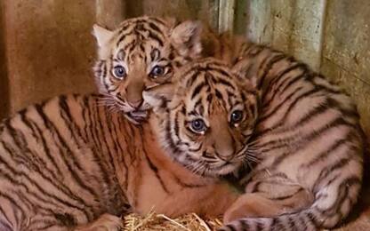 Gli ultimi arrivati al Safari di Ravenna sono due cuccioli di tigre