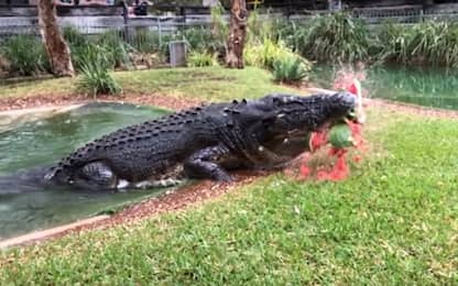 Australia, l'irascibile coccodrillo Elvis sbrana anguria con un morso