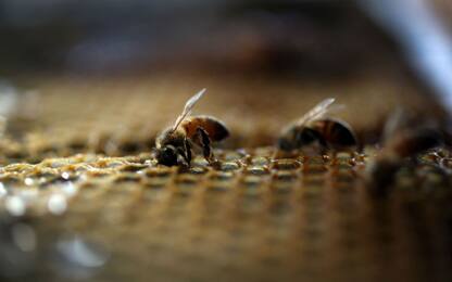 Maltempo primaverile scombussola le api: -50% produzione di miele