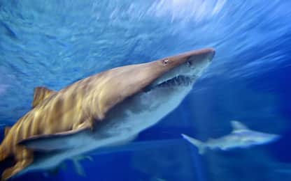 Scoperta una nuova specie di squalo preistorico fra i resti del T-Rex