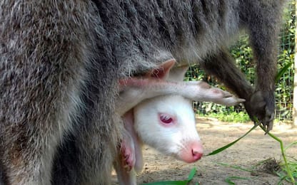 In Toscana è nato Didi, raro esemplare di canguro albino