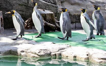 Pinguino imperatore oltre 30 minuti sott'acqua: immersione record