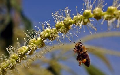 L'Ue vieta l'utilizzo di pesticidi nocivi per le api