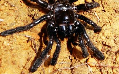 Australia, morto all'età record di 43 anni ragno più vecchio del mondo