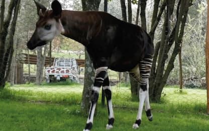 Parco Zoo di Falconara, dopo 60 anni tornano in Italia gli okapi