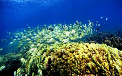 Le Hawaii vietano filtri solari che danneggiano le barriere coralline