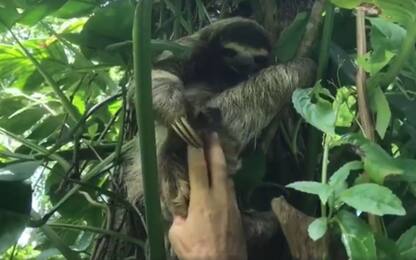 Costa Rica, mamma bradipo riabbraccia il suo cucciolo