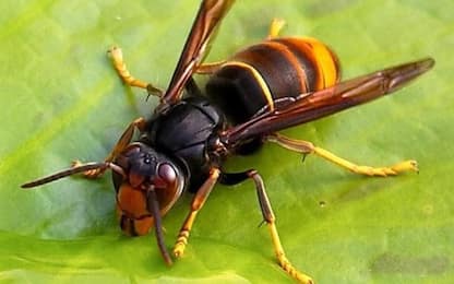 La vespa killer che uccide le api avvistata in Italia e negli Usa