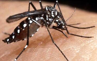 Dengue, segnalato un caso nel Vicentino. Focolaio autoctono