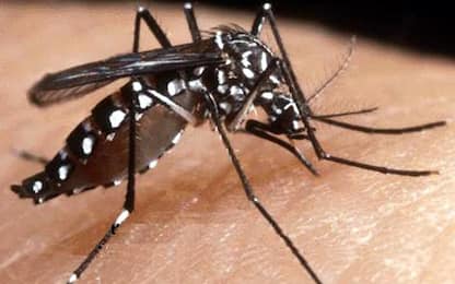 Un gene spinge le zanzare a pungere solo alcune persone