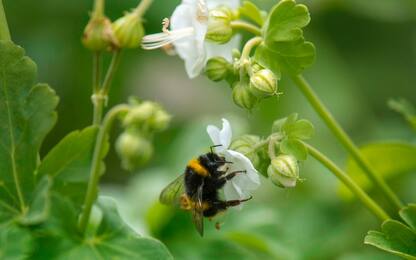 Al via il primo World Bee Day, la giornata internazionale per le api