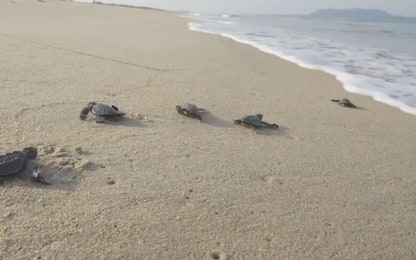 India, la nascita e la corsa verso l'oceano di 5mila tartarughe. VIDEO