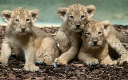 Francoforte, tre cuccioli di leone