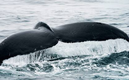 Thailandia, balena muore dopo aver ingerito oltre 80 buste di plastica